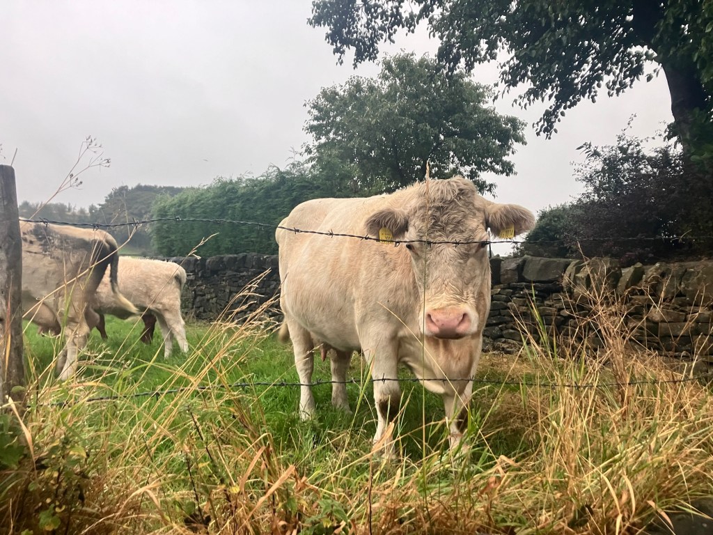Farm wedding in Yorkshire, live wedding&nbsp;illustration